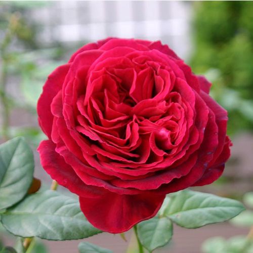 Rosa Proper Job - roz - Trandafir copac cu trunchi înalt - cu flori tip trandafiri englezești - coroană dreaptă